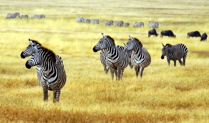 Arusha National Park Half Day Tour - Good To Know