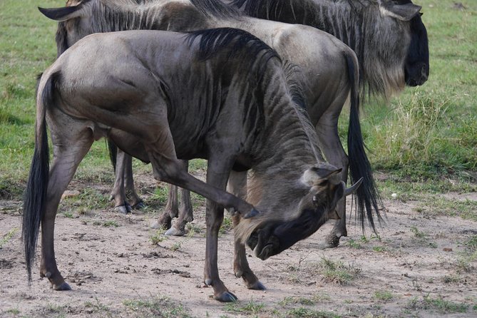 Arusha National Park Half Day Tour - What to Expect on the Tour