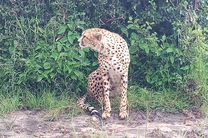 Arusha National Park Half Day Tour - Inclusions and Pricing
