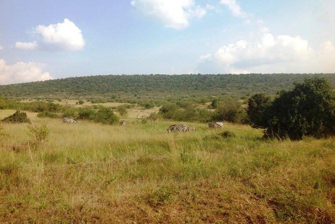 Arusha National Park Safari by Jeep - Feedback and Responses