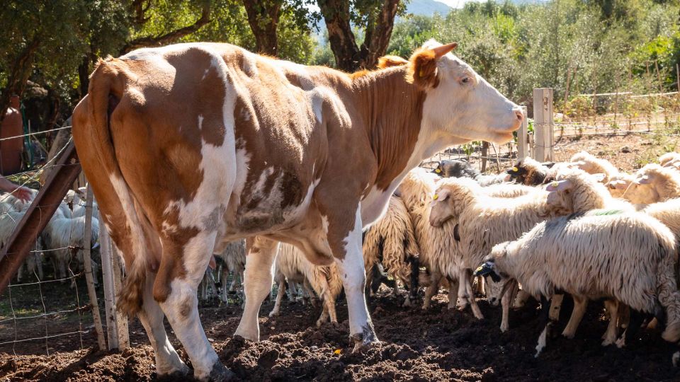 Arzana: Organic Product Tasting in a Farm at Sunset - Booking Information
