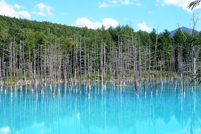 Asahiyama Zoo, Blue Pond, Shirahige Falls, Ningle Terrace (from Sapporo) - Weather Considerations