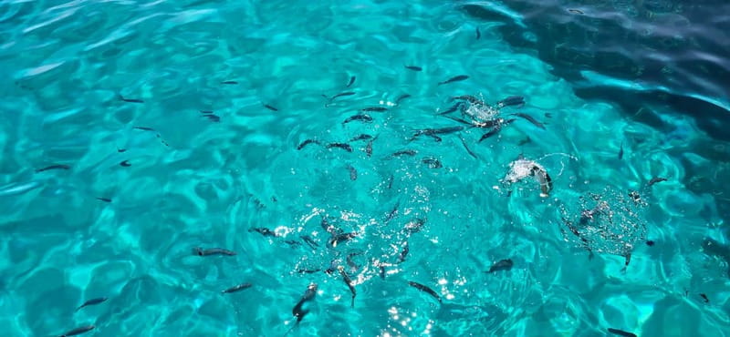 Asinara by Boat: Half-Day Morning Tour among crystal clear waters - Analyzing the Value: Does It Match the Cost?