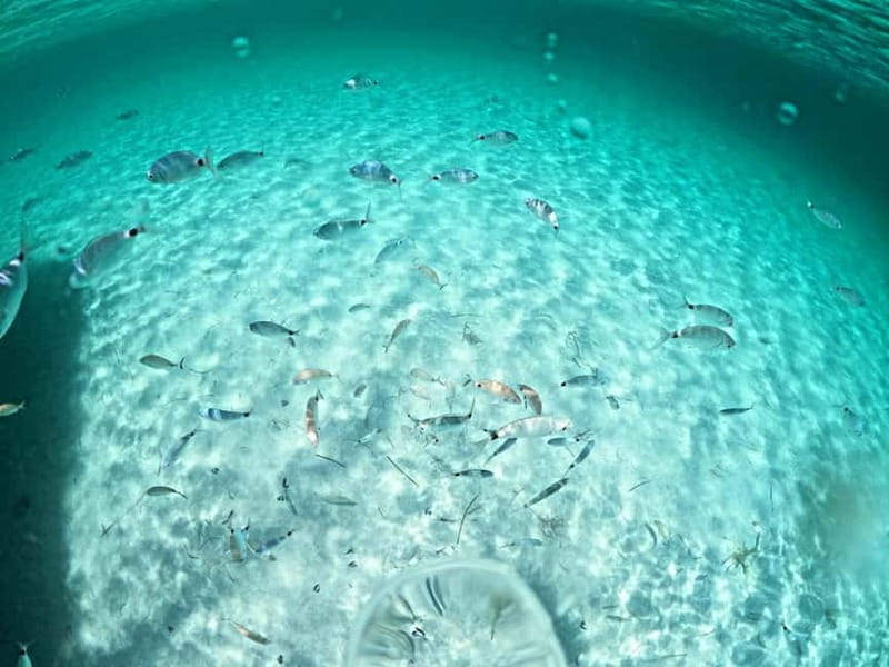 Asinara: Gita in barca a vela nel parco dell'Asinara - The Experience: What You Can Expect
