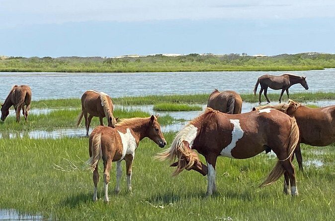 Assateague Island Cruise Departs from Ocean Pines - Final Thoughts