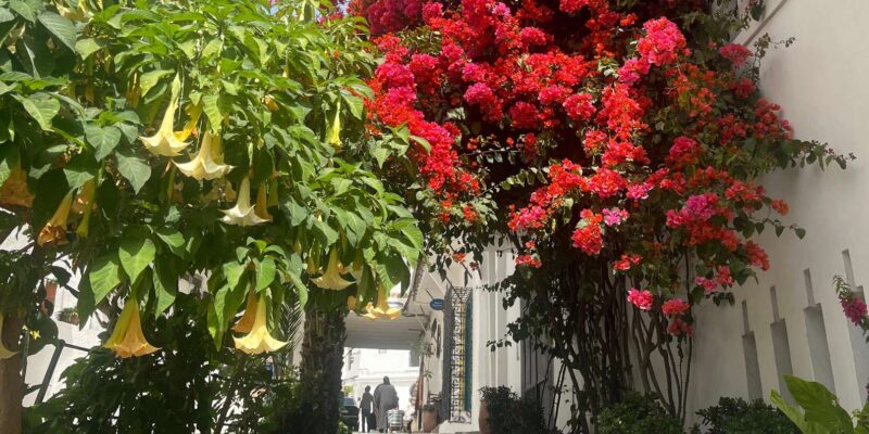 Assilah Tour on the Atlantic Coast - Picturesque Streets and Open-Air Art