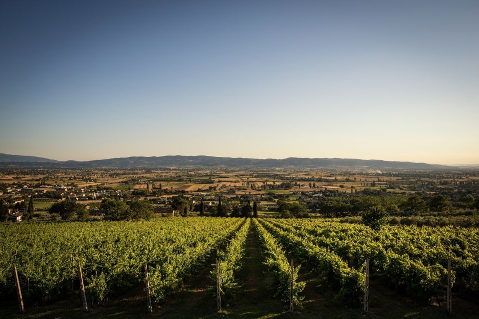 Assisi: Organic Winery Tour With Tastings & Typical Food - Frequently Asked Questions