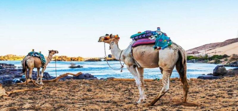 Aswan: Day Trip to Nubian Village With Camel Tour - Transportation Details