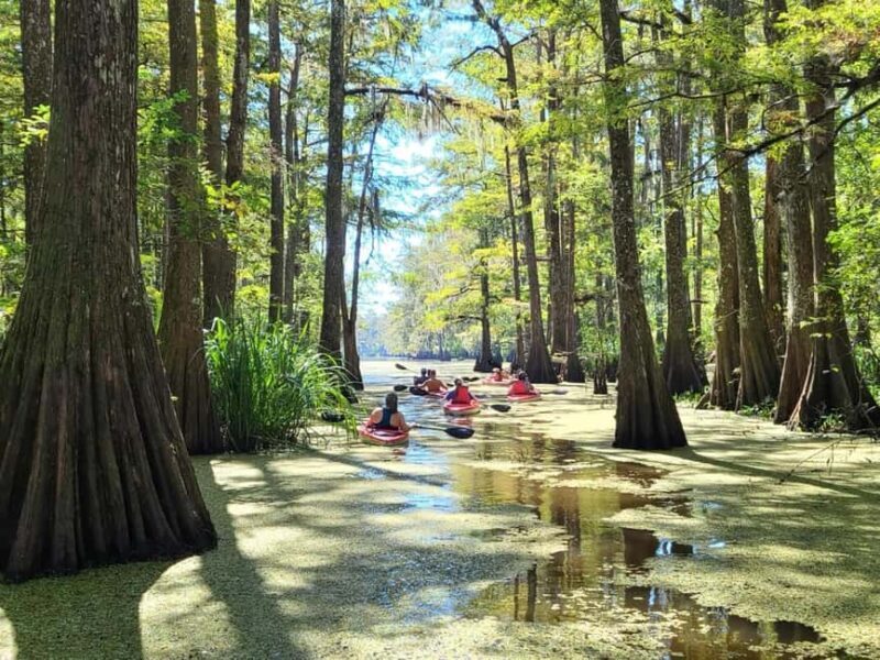Atchafalaya Basin: 2.5 Hr. Guided Kayak Tour - What You Can Expect on the Tour