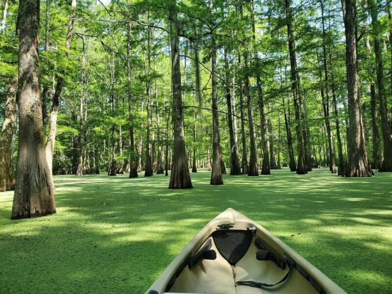 Atchafalaya Basin: 2.5 Hr. Guided Kayak Tour - Additional Considerations
