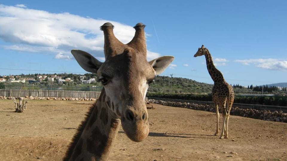 Athens: Attica Zoological Park & Athens National Garden Trip - Who Should Consider This Tour?