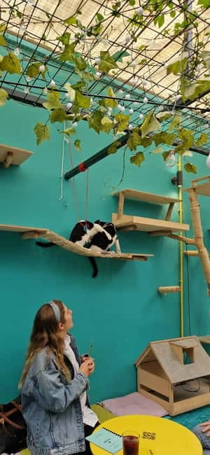 Athens: Cat Cafe Visit with Drink and Sweet - The Menu and Refreshments