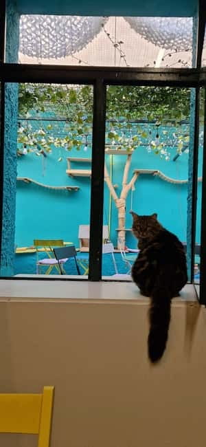 Athens: Cat Cafe Visit with Drink and Sweet - The Experience Itself: What You Can Expect