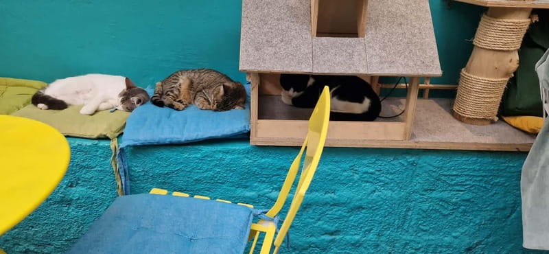 Athens: Cat Cafe Visit with Drink and Sweet - Who Will Love This Experience?