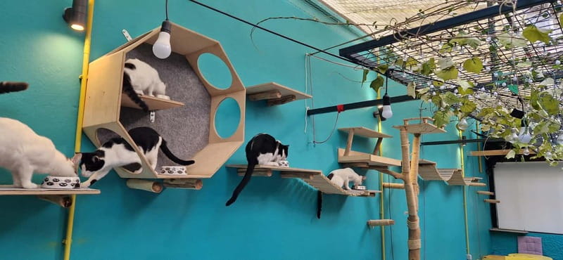 Athens: Cat Cafe Visit with Drink and Sweet - The Sum Up