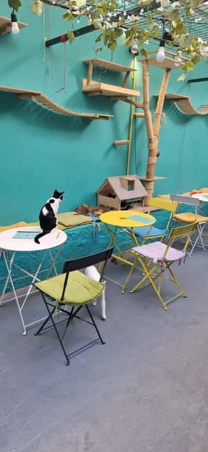 Athens: Cat Cafe Visit with Drink and Sweet - FAQs
