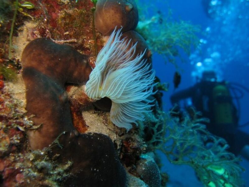 Athens East Coast: Open Water Diver Course in Nea Makri - Key Points