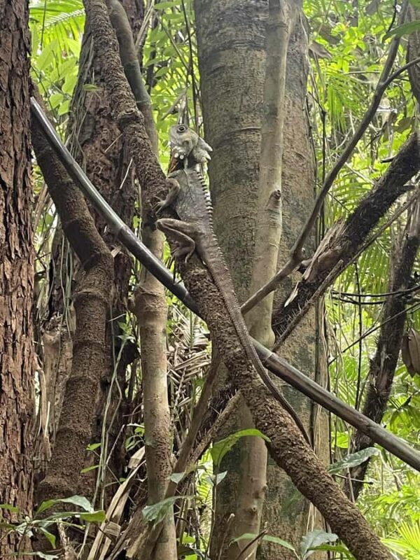 Atherton: Yidinji Explorer Tour with Fig Tree & Lake Barrine - A Gentle Introduction to Yidinji Country