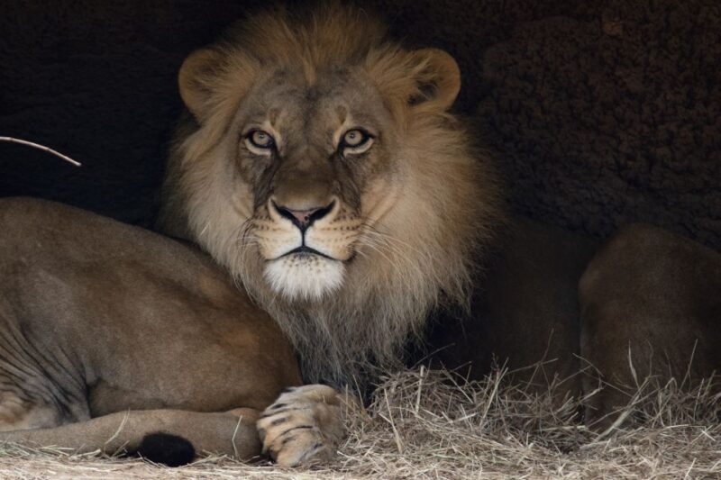 Atlanta CityPASS®: Save up to 49% at 5 Top Attractions - Chick-fil-A College Football Hall of Fame and Civil Rights Center