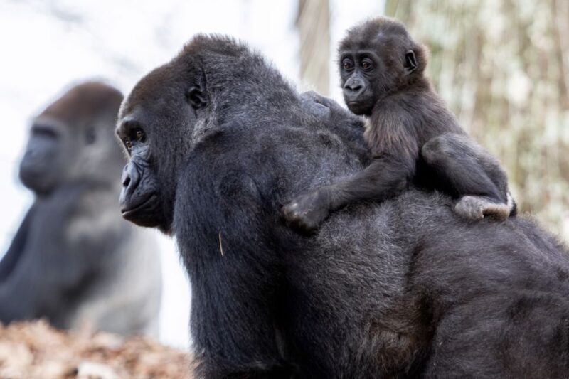 Atlanta CityPASS®: Save up to 49% at 5 Top Attractions - The Sum Up