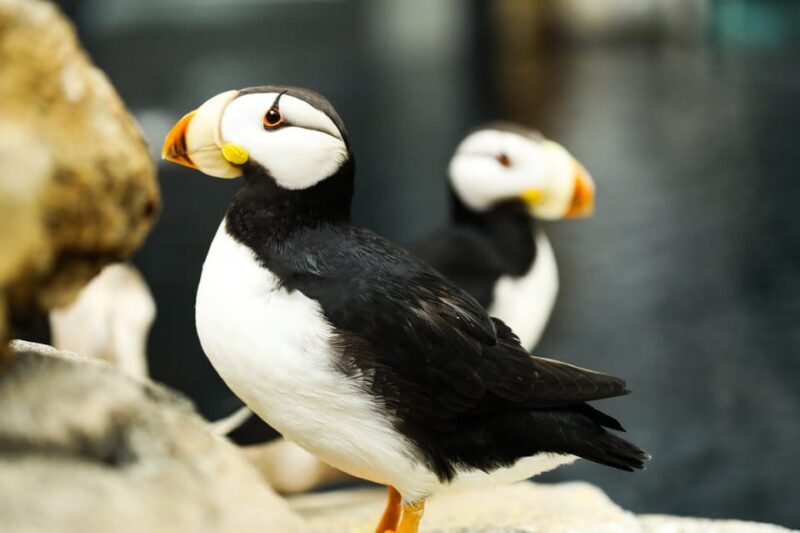 Atlanta: Georgia Aquarium Skip-the-Box-Office Entry Ticket - Authenticity and Visitor Experience Insights