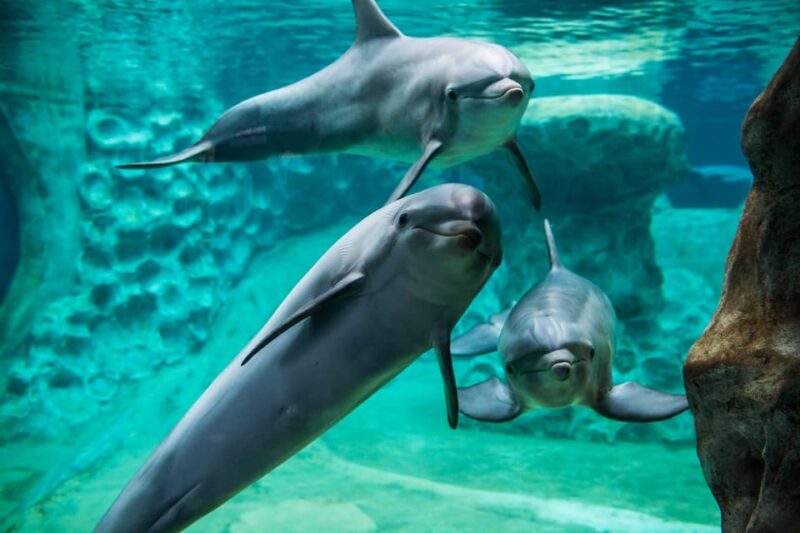 Atlanta: Georgia Aquarium Skip-the-Box-Office Entry Ticket - Aquarium Experience