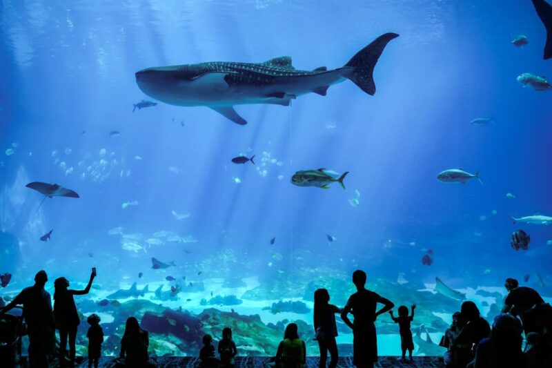 Atlanta: Georgia Aquarium Skip-the-Box-Office Entry Ticket - Customer Reviews & Ratings