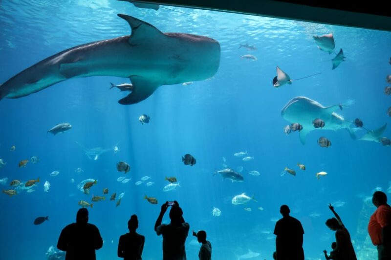Atlanta: Georgia Aquarium Skip-the-Box-Office Entry Ticket - Admission for Children