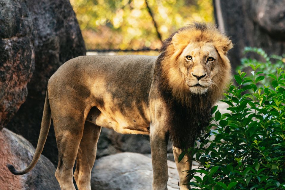 Atlanta: Zoo Atlanta General Admission Ticket - Policies and Guidelines
