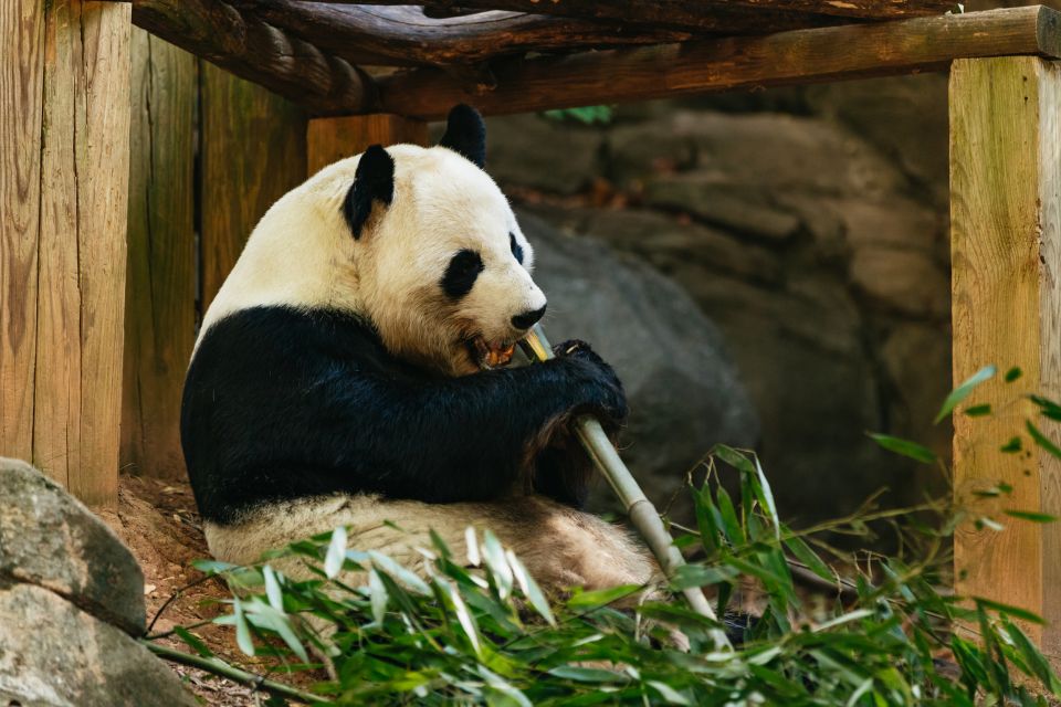Atlanta: Zoo Atlanta General Admission Ticket - African Savanna Habitat