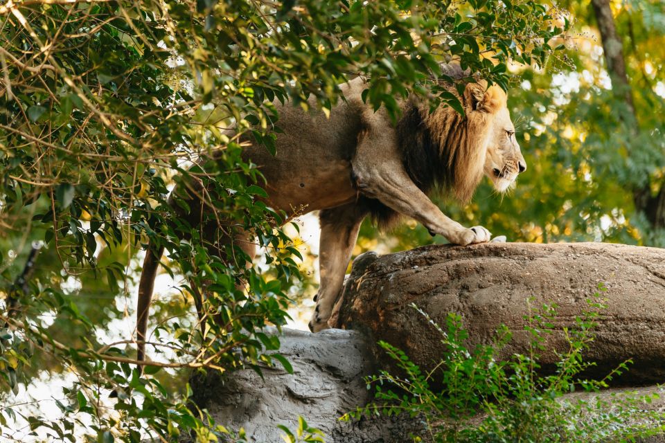 Atlanta: Zoo Atlanta General Admission Ticket - Amphibian and Reptile Experience