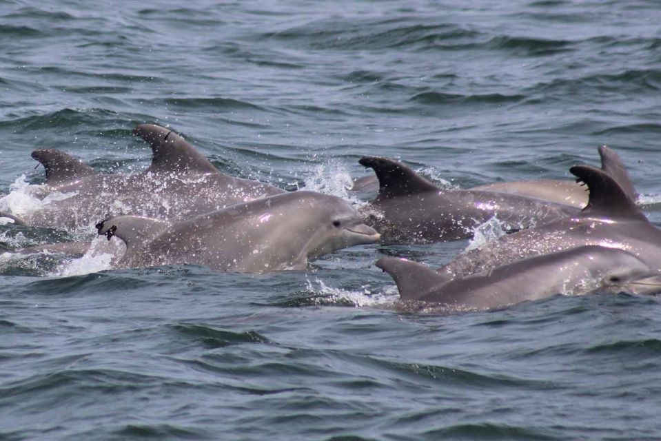 Atlantic City: Dolphin Watching Ocean Cruise Adventure - Frequently Asked Questions