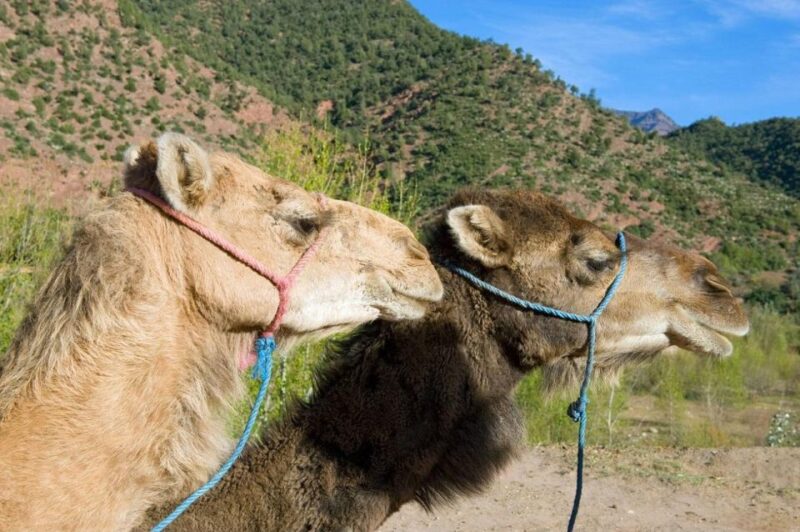 Atlas Mountains and the 4 Valleys Departing From Marrakech - Exploring Ourika Valley