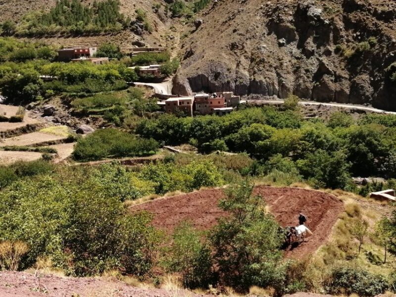 Atlas Mountains Day Trip With Camel Ride - Camel Ride Experience
