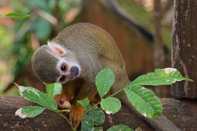 ATV Ride Plus Monkeys in puerto plata - The Sum Up
