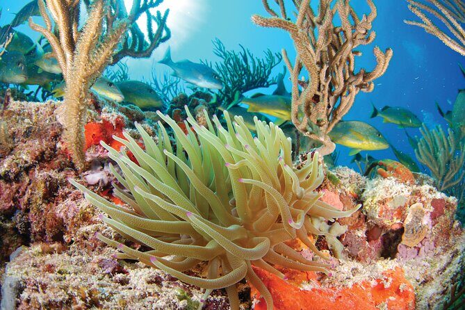 ATV Single with Yalku Cove Swim from Playa Del Carmen and Tulum - Review of the ATV Single with Yalku Cove Swim from Playa del Carmen and Tulum