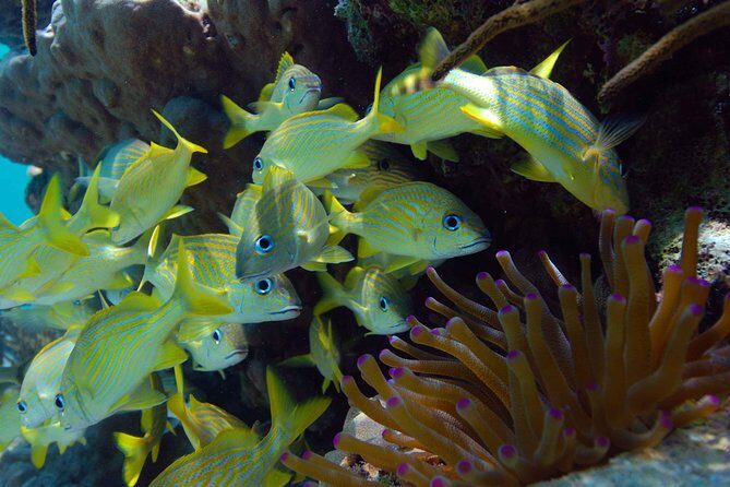 ATV Single & Zip Line from Cancun - Practical Details That Matter