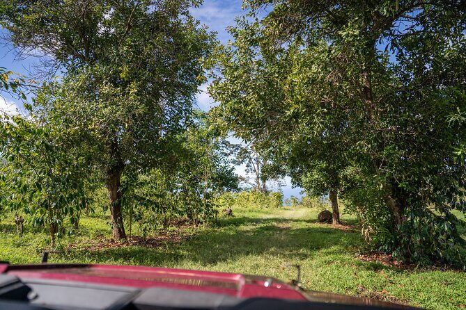 ATV Tour to Buddha Cup Coffee Farm - The Scenic ATV Ride: Exploring Paradise by Polaris