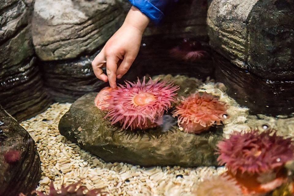 Auburn Hills: Legoland and Sea Life Aquarium Combo Ticket - Exploring LEGOLAND Discovery Center