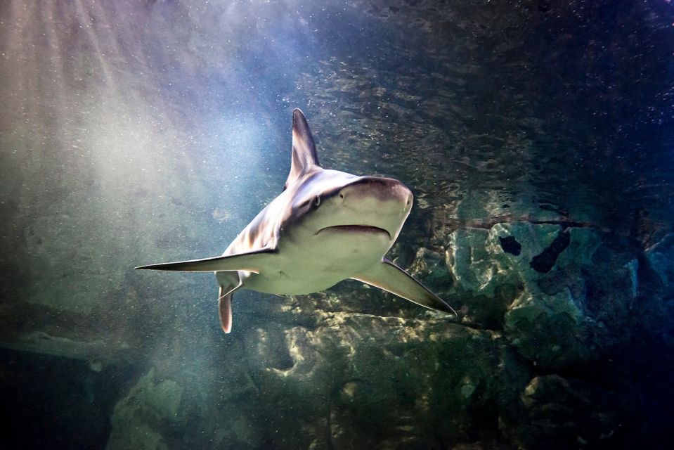Auburn Hills: Legoland and Sea Life Aquarium Combo Ticket - Discovering SEA LIFE Aquarium