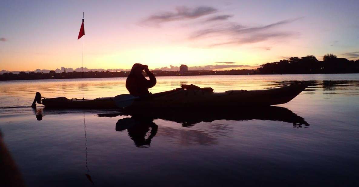 Auckland: Bioluminescence Kayak Tour by Night With Tuition - Key Points