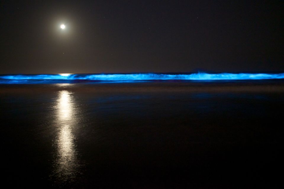 Auckland: Bioluminescence Kayak Tour by Night With Tuition - Helpful Tips