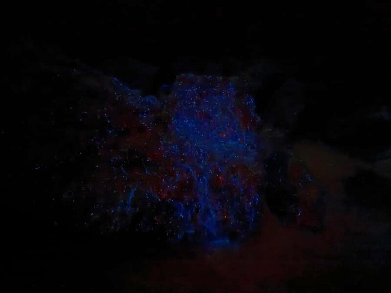 Auckland: Bioluminescence Kayak Tour with Guide - Final Thoughts