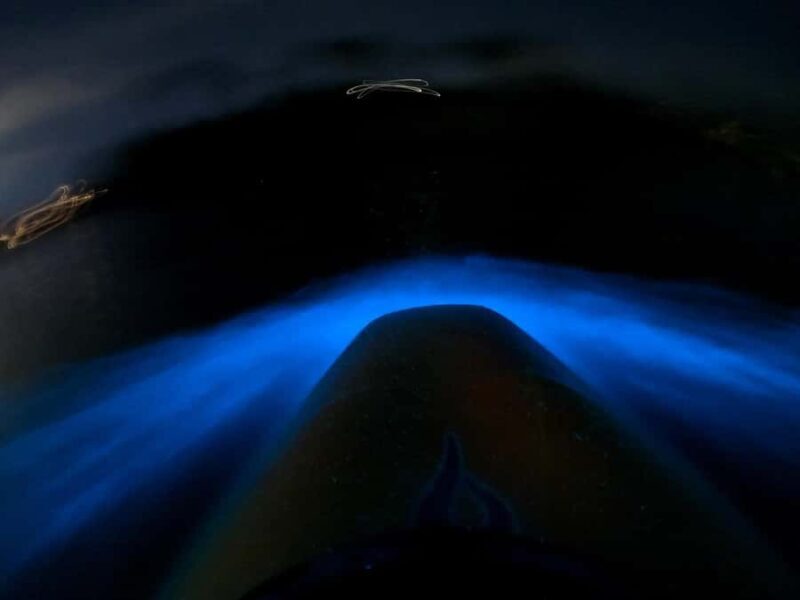 Auckland: Bioluminescence Kayak Tour with Guide - FAQ