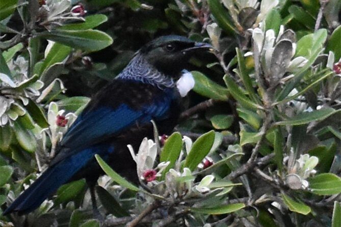 Auckland Bush, Beach and Bites Trail - Practical Details and Considerations