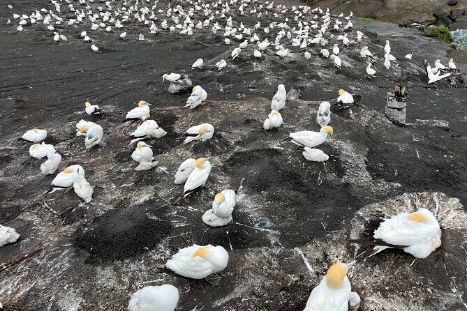 Auckland City and West Coast Black Sand Beach Full Day Tour - A Full Breakdown of the Itinerary