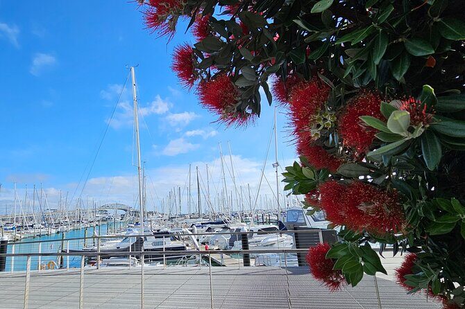 Auckland City Halfday Private Tour - What to Expect from the Tour Experience