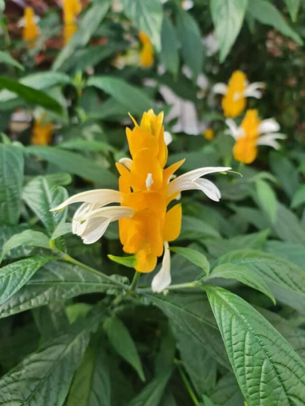 Auckland City Highlights Half Day Tour - The Sum Up