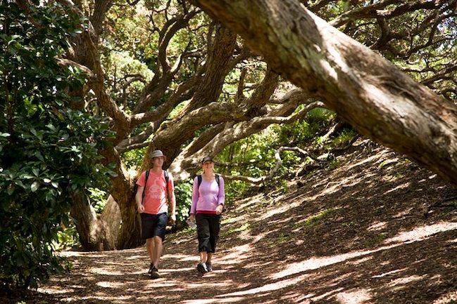 Auckland City & West Coast Luxury Tour - Tour Highlights