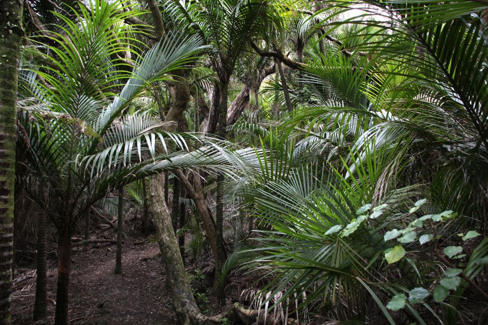 Auckland: Half-Day Private City Highlights Tour - Optional Stops